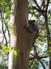Les Koalas